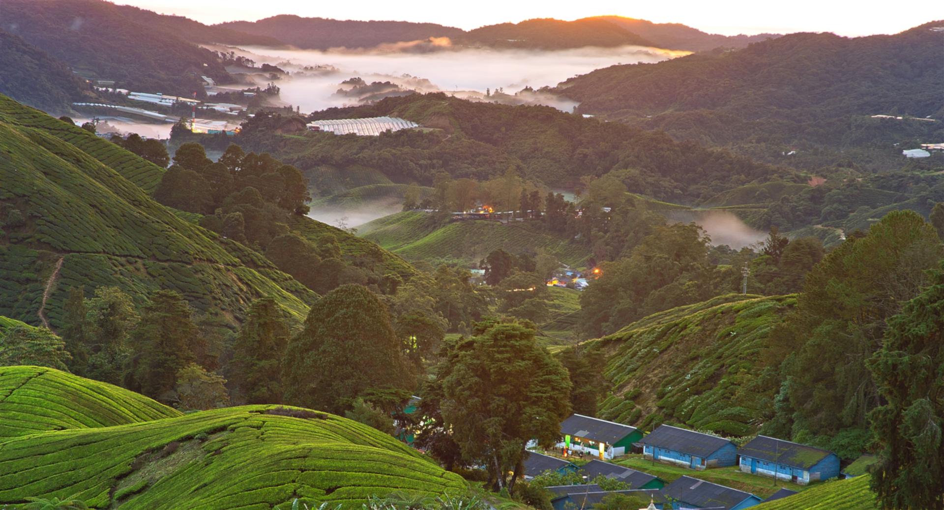 Cameron Highlands