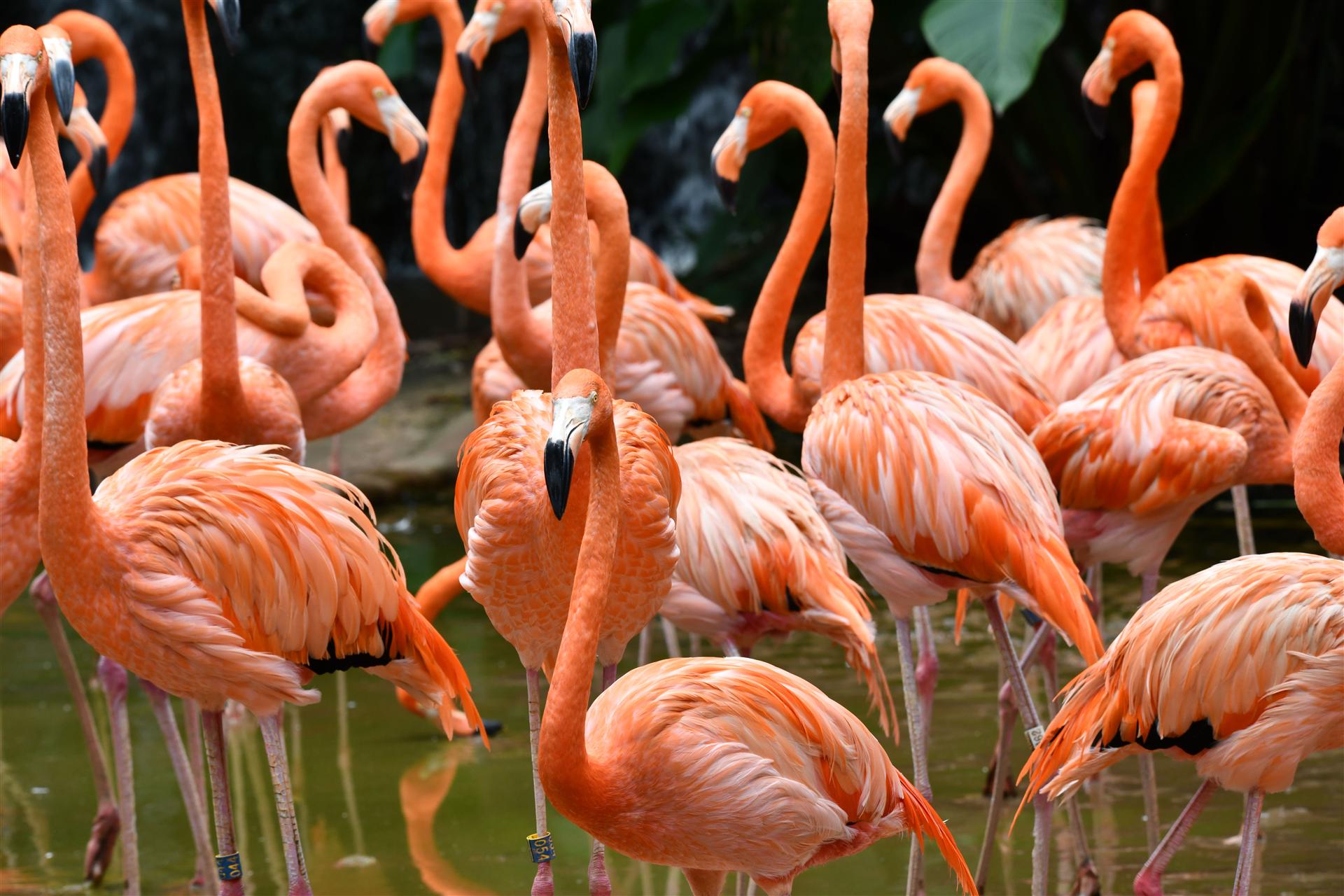 Singapore Zoo & Bird Paradise